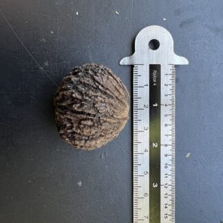 Juglans nigra
