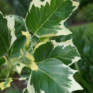 Liriodendron tulipifera 'Snow Bird'