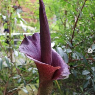 amorphophallus konjac