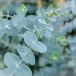 eucalyptus cinerea silver dollar