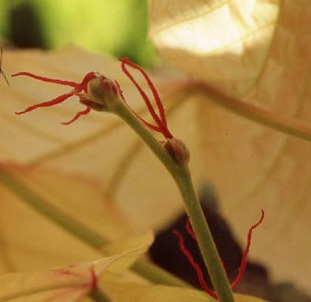 Alchamea davidii