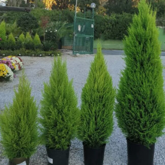 Cupressus macrocarpa 'Goldcrest'