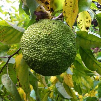 Maclura pomifera